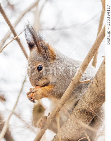 The squirrel with nut sits on tree in the winter or late autumn The squirrel with nut sits on tree in the winter or late autumn 135394117