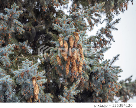 Green spruce branches with needles and cones in winter. Many cones on spruce. 135394120