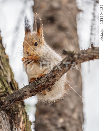 The squirrel with nut sits on tree in the winter or late autumn The squirrel with nut sits on tree in the winter or late autumn 135394123
