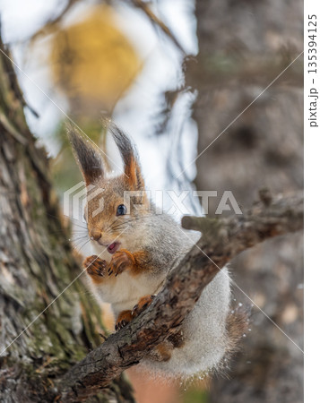 The squirrel with nut sits on tree in the winter or late autumn 135394125