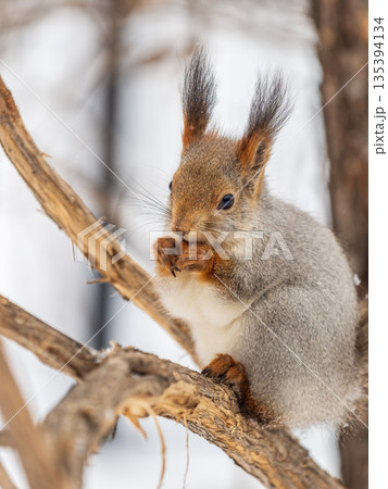 The squirrel with nut sits on tree in the winter or late autumn The squirrel with nut sits on tree in the winter or late autumn 135394134