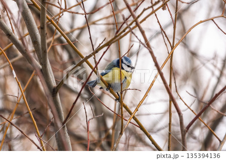Cute bird, Eurasian blue tit, songbird sitting on a branch without leaves in the autumn or winter 135394136