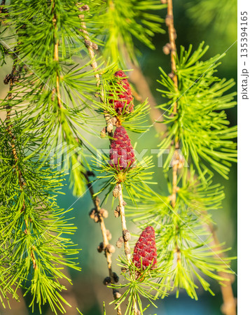 Larch tree fresh pink cones blossom at spring on nature background Larch tree fresh pink cones blossom at spring on nature background 135394165