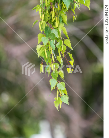 Birch branches with fresh green leaves and seeds. Birch tree branch, Betula pendula. 135394174