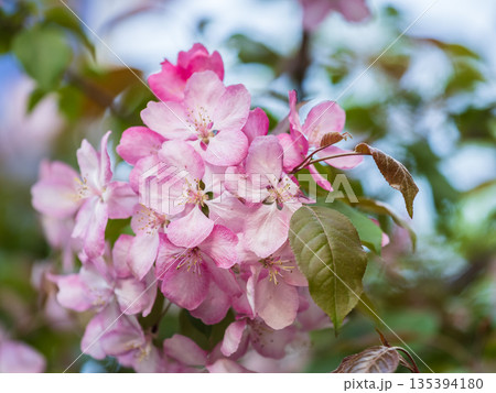 Fresh pink flowers of a blossoming apple tree with blured background Fresh pink flowers of a blossoming apple tree with blured background 135394180