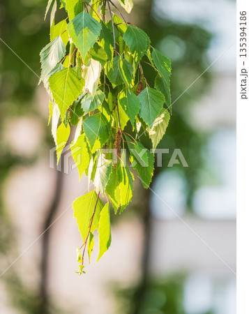 Birch branches with fresh green leaves and seeds. Birch tree branch, Betula pendula. Birch branches with fresh green leaves and seeds. Birch tree branch, Betula pendula. 135394186