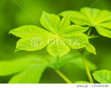 Green Chestnut Leaves in beautiful light. Spring season, spring colors. 135394188