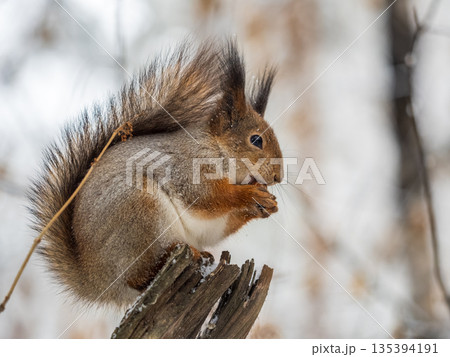 The squirrel with nut sits on tree in the winter or late autumn The squirrel with nut sits on tree in the winter or late autumn 135394191
