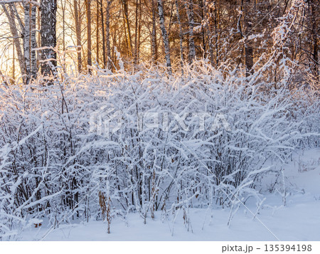 Tree branches in winter covered with snow and frost in snowfall. Frozen tree branches. 135394198