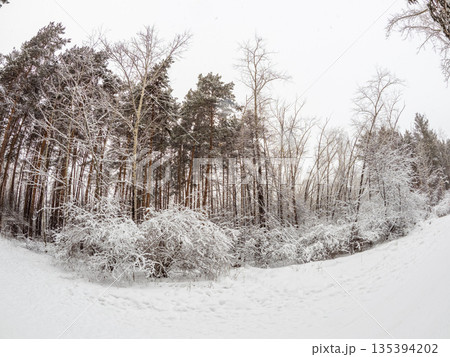 Beautiful winter landscape. Trees in the snow in a clearing on a cold day. Beautiful winter landscape. Trees in the snow in a clearing on a cold day. 135394202