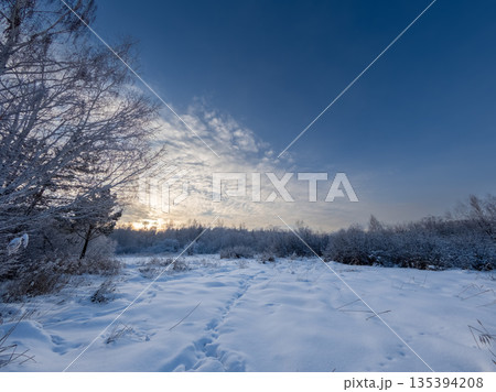 Beautiful winter landscape. Trees in the snow in a clearing on a cold day. Beautiful winter landscape. Trees in the snow in a clearing on a cold day. 135394208