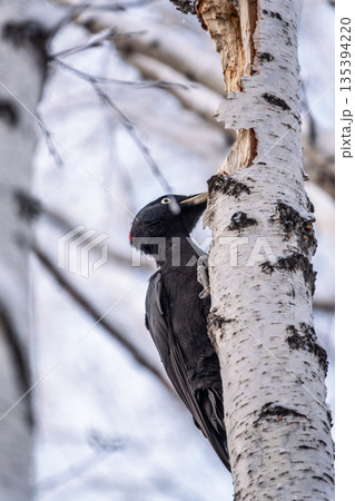 Black woodpecker female Dryocopus martius on a birch in a winter forest 135394220