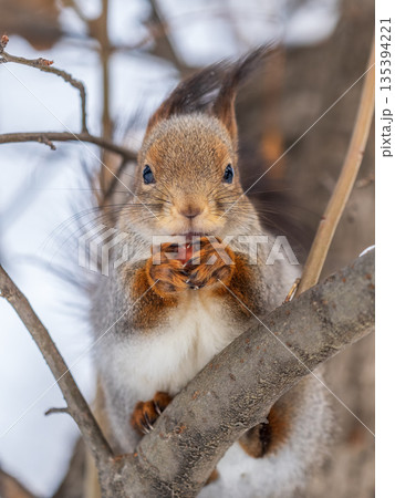 The squirrel with nut sits on tree in the winter or late autumn 135394221