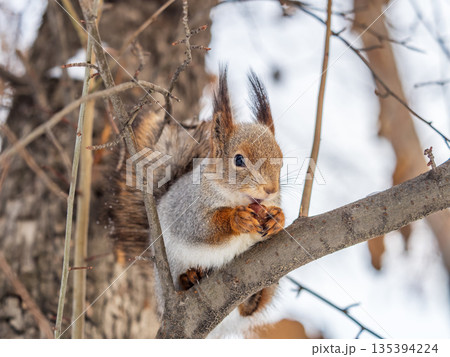 The squirrel with nut sits on tree in the winter or late autumn 135394224