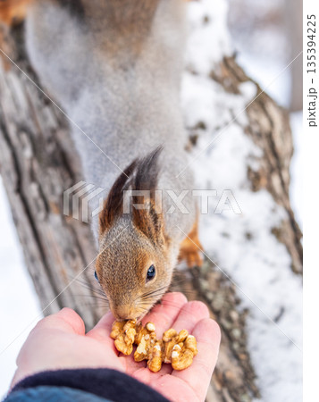 Squirrel eats nuts from a man's hand. Caring for animals in winter or autumn. 135394225