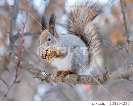 The squirrel with nut sits on tree in the winter or late autumn The squirrel with nut sits on tree in the winter or late autumn 135394226