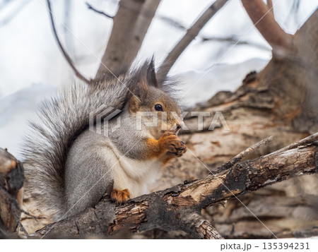 The squirrel with nut sits on tree in the winter or late autumn 135394231