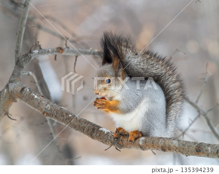 The squirrel with nut sits on tree in the winter or late autumn 135394239