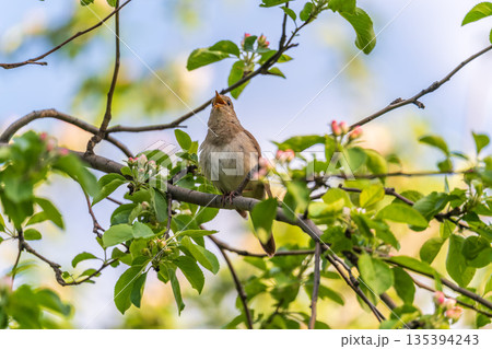 Thrush Nightingale, Luscinia luscinia. A bird sits on a tree branch and sings Thrush Nightingale, Luscinia luscinia. A bird sits on a tree branch and sings 135394243