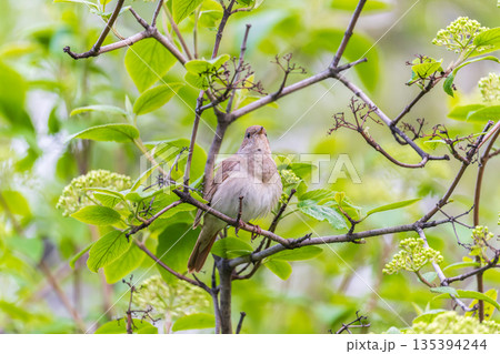 Thrush Nightingale, Luscinia luscinia. A bird sits on a tree branch and sings Thrush Nightingale, Luscinia luscinia. A bird sits on a tree branch and sings 135394244