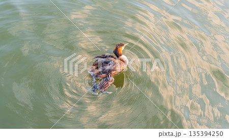 The water bird Great crested Grebe, Podiceps cristatus, swimming in the lake, and its cute babies riding on its back 135394250
