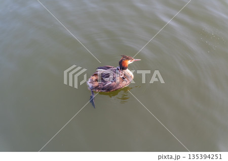 The water bird Great crested Grebe, Podiceps cristatus, swimming in the lake, and its cute babies riding on its back 135394251