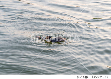 An adult great crested grebe feeds its chick with fish on a summer evening. 135394255