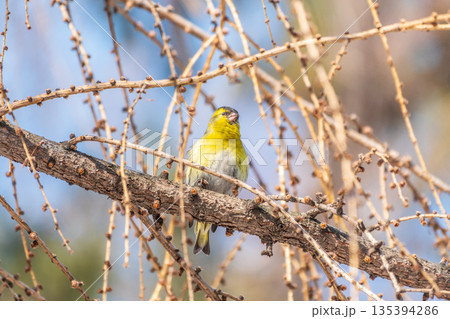 Eurasian siskin male, latin name spinus spinus, sitting on branch of tree. Cute little yellow songbird. Eurasian siskin male, latin name spinus spinus, sitting on branch of tree. Cute little yellow songbird. 135394286