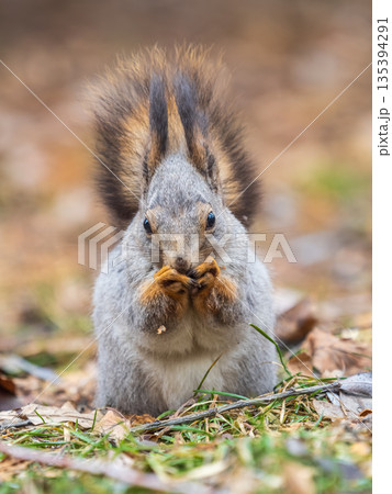 Squirrel in autumn or spring with nut on the green grass with fallen yellow leaves 135394291