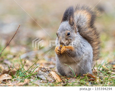 Squirrel in autumn or spring with nut on the green grass with fallen yellow leaves 135394294