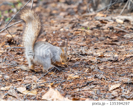 Squirrel in autumn or spring hides nuts on the green grass with fallen yellow leaves Squirrel in autumn or spring hides nuts on the green grass with fallen yellow leaves 135394297