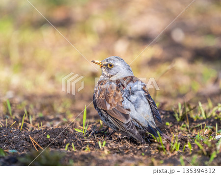 A fieldfare chick, Turdus pilaris, has left the nest and sitting on the spring lawn. A fieldfare chick sits on the ground and waits for food from its parents. 135394312