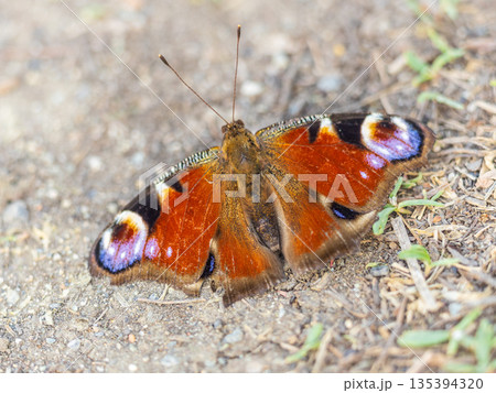 Peacock butterfly on the ground among the grass Peacock butterfly on the ground among the grass 135394320