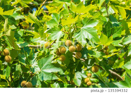 Green Leaves and futis of Pltatanus oreintalis tree in sunset light 135394332