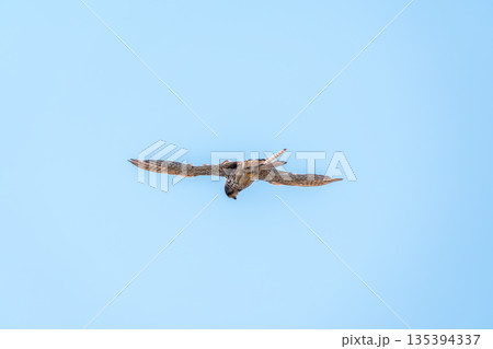 The common kestrel (Falco tinnunculus), also known as the European kestrel, Eurasian kestrel. 135394337