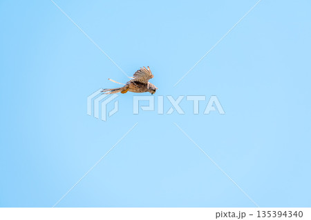The common kestrel (Falco tinnunculus), also known as the European kestrel, Eurasian kestrel. 135394340