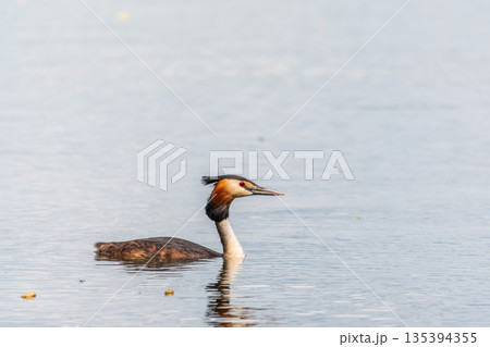 The waterfowl bird Great Crested Grebe swimming in the calm lake 135394355