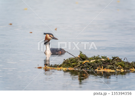 The waterfowl bird Great Crested Grebe swimming in the lake near its nest with eggs The waterfowl bird Great Crested Grebe swimming in the lake near its nest with eggs 135394356