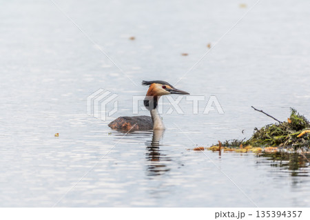 The waterfowl bird Great Crested Grebe swimming in the lake near its nest with eggs The waterfowl bird Great Crested Grebe swimming in the lake near its nest with eggs 135394357