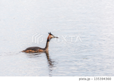 The waterfowl bird Great Crested Grebe swimming in the calm lake The waterfowl bird Great Crested Grebe swimming in the calm lake 135394360