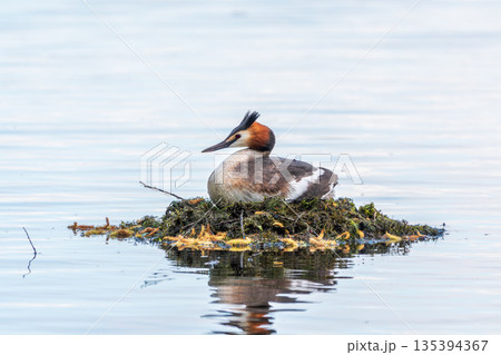 Great Crested Grebe, Podiceps cristatus, water bird sitting on the nest, nesting time on the green lake Great Crested Grebe, Podiceps cristatus, water bird sitting on the nest, nesting time on the green lake 135394367