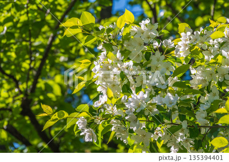 White blossoming apple trees. White apple tree flowers White blossoming apple trees. White apple tree flowers 135394401