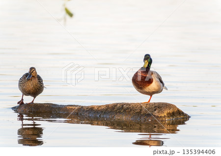 Two duck, male and female, stands on its paws with a blurred background. 135394406