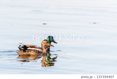 A couple of mallard ducks swims in the river 135394407
