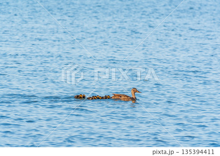 A family of ducks, a duck and its little ducklings are swimming in the water. The duck takes care of its newborn ducklings. Mallard, lat. Anas platyrhynchos 135394411