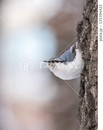 Eurasian nuthatch or wood nuthatch, lat. Sitta europaea, sitting on a tree trunk with a blurred background. Eurasian nuthatch or wood nuthatch, lat. Sitta europaea, sitting on a tree trunk with a blurred background. 135394422