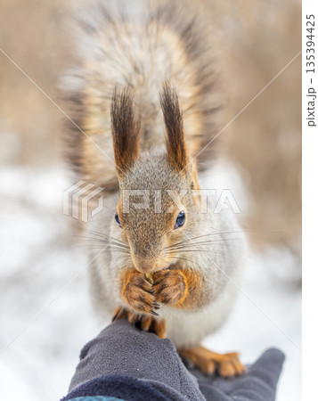 Squirrel eats nuts from a man's hand. Caring for animals in winter or autumn. 135394425