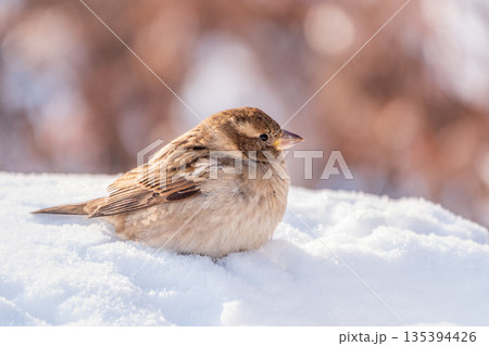 House Sparrow, Passer domesticus, standing in the snow. 135394426