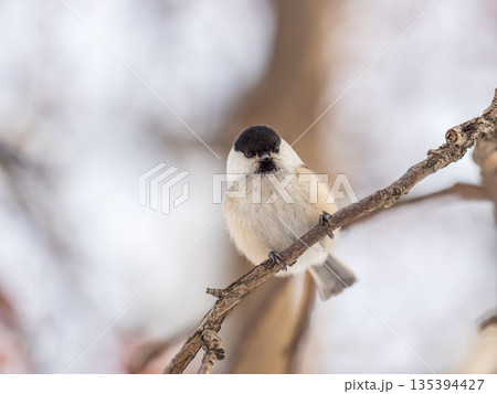 Cute bird the willow tit, song bird sitting on a branch without leaves in the winter. Cute bird the willow tit, song bird sitting on a branch without leaves in the winter. 135394427