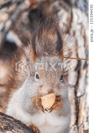 The squirrel with nut sits on tree in the winter or late autumn The squirrel with nut sits on tree in the winter or late autumn 135394430